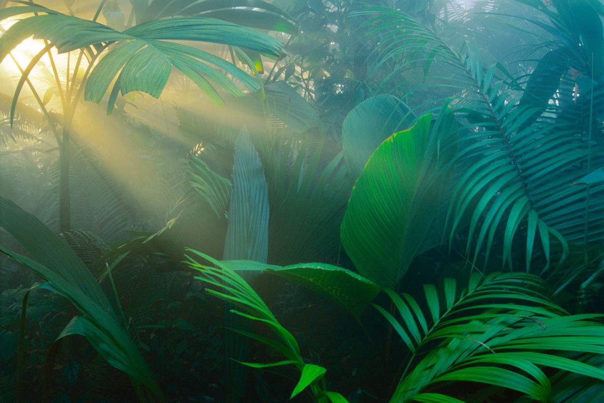 アート・デザイン・音楽 Frans Lanting Jungles Frans Lanting Studio | Jungles