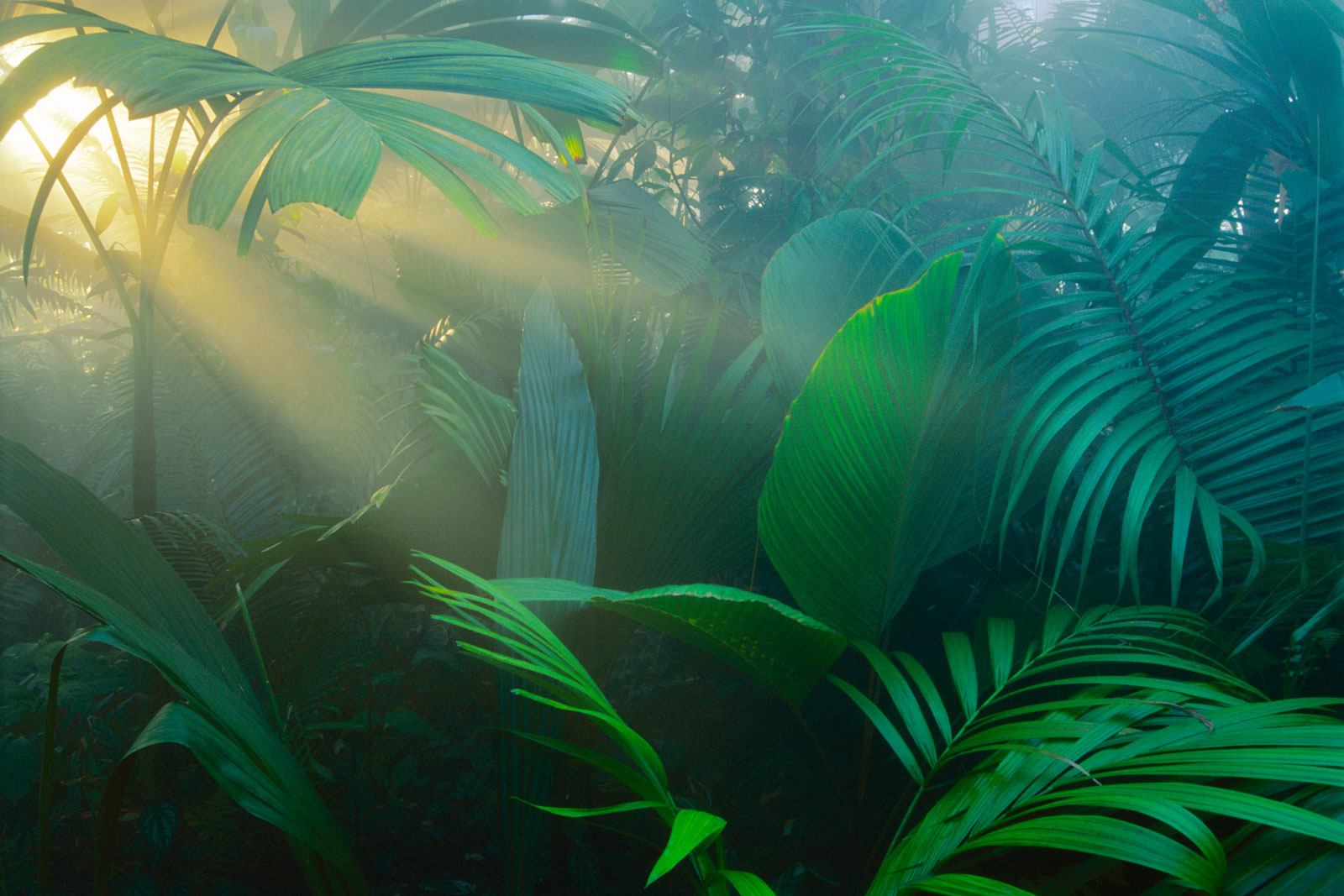 Rainforest vegetation in morning light