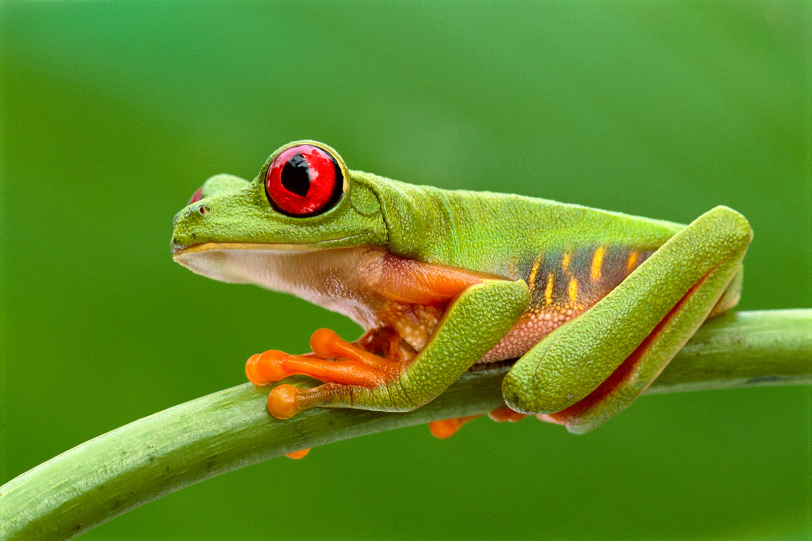 Red-eyed tree frog, Barro Colorado Island, Panama