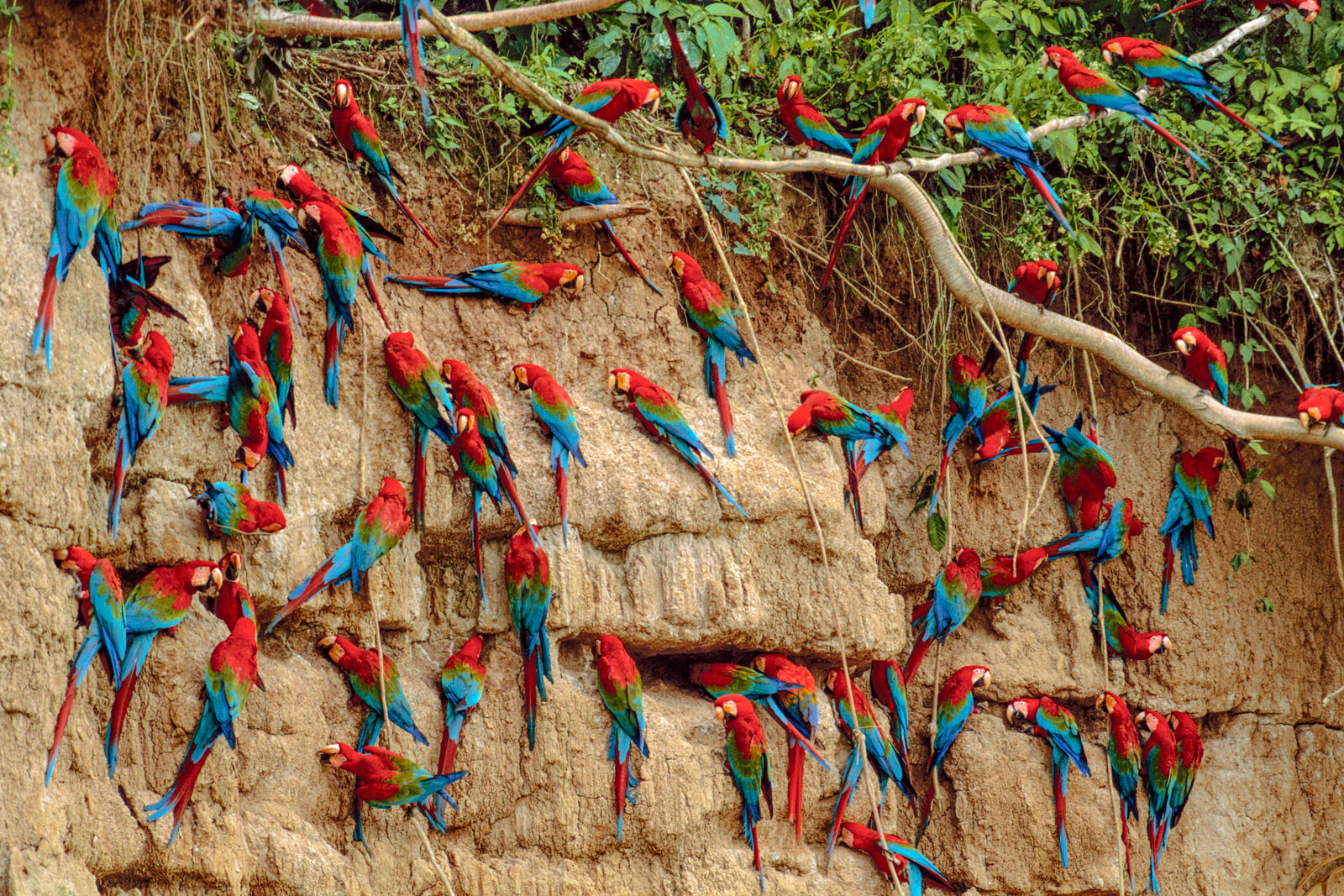 Red-and-green macaws at clay lick, Manu National Park, Peru