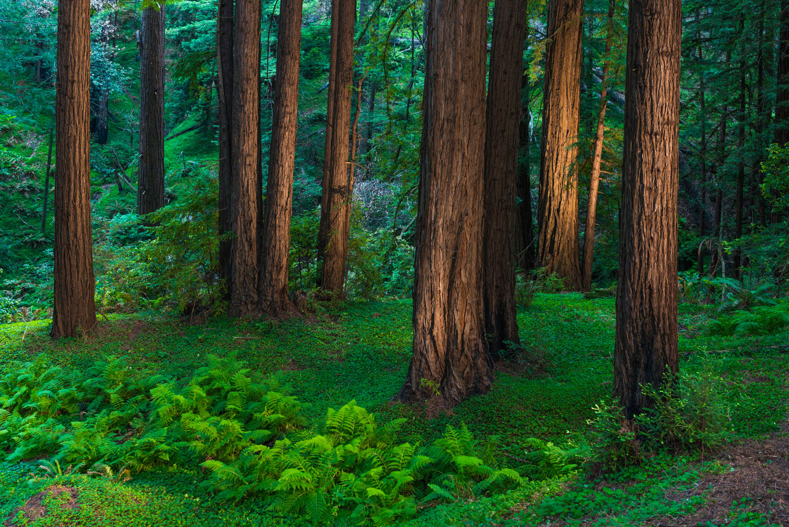 Redwood forest, Molino Creek, Monterey Bay, California, USA