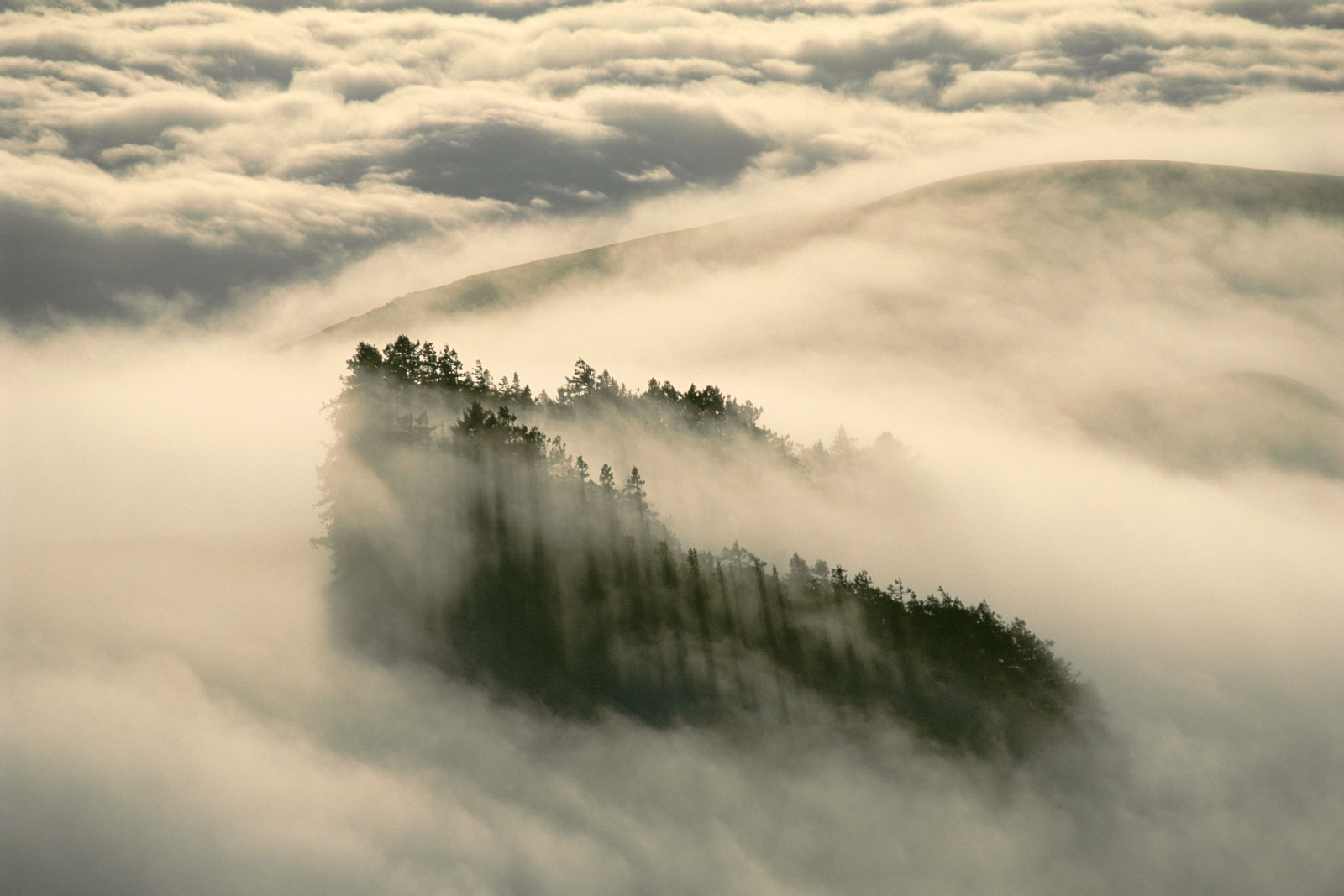 Redwoods in fog, Monterey Bay, California, USA