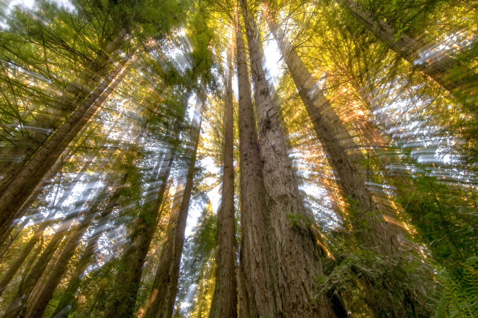 Redwoods impression, Forest of Nisene Marks, California