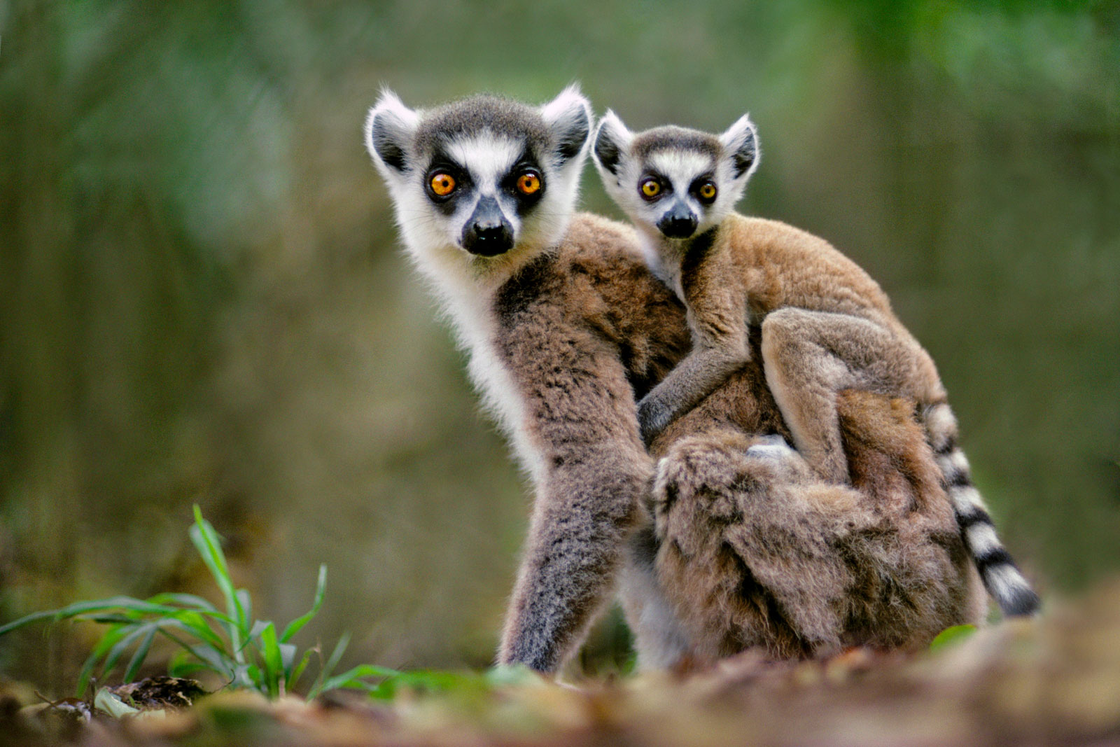 Ring-tailed lemur with baby, Berenty Reserve, Madagascar