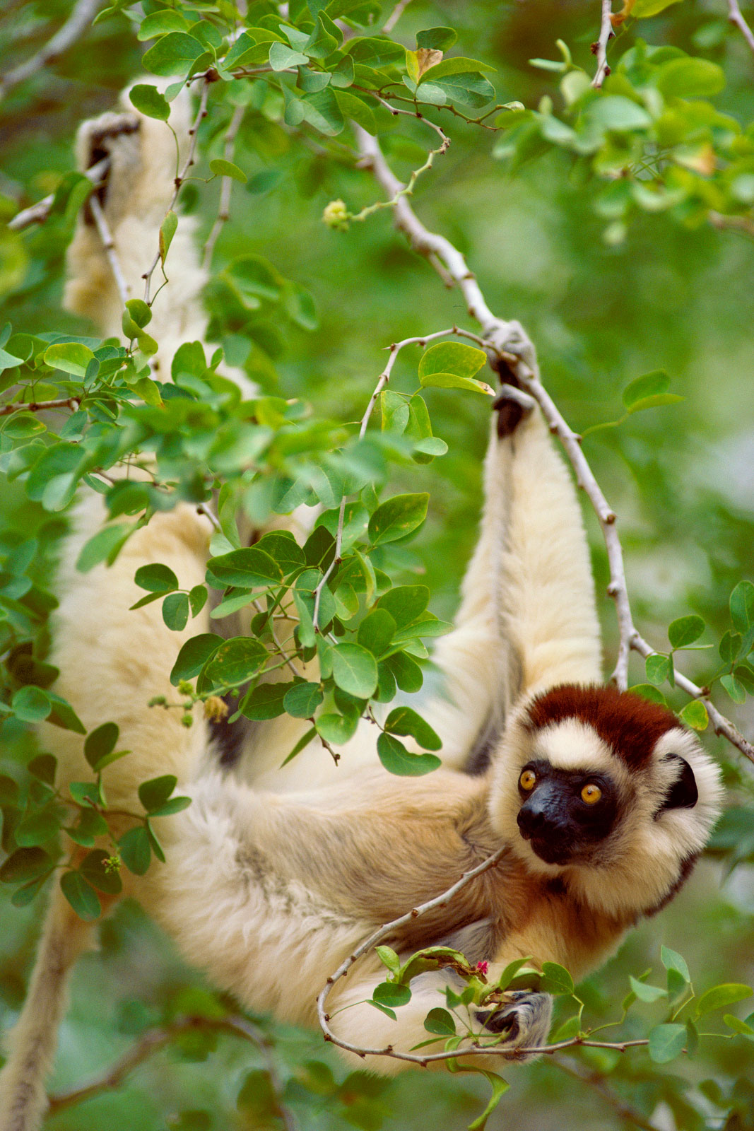 Verreaux's sifaka in tree, Beza Mahafaly Special Reserve, Madagascar