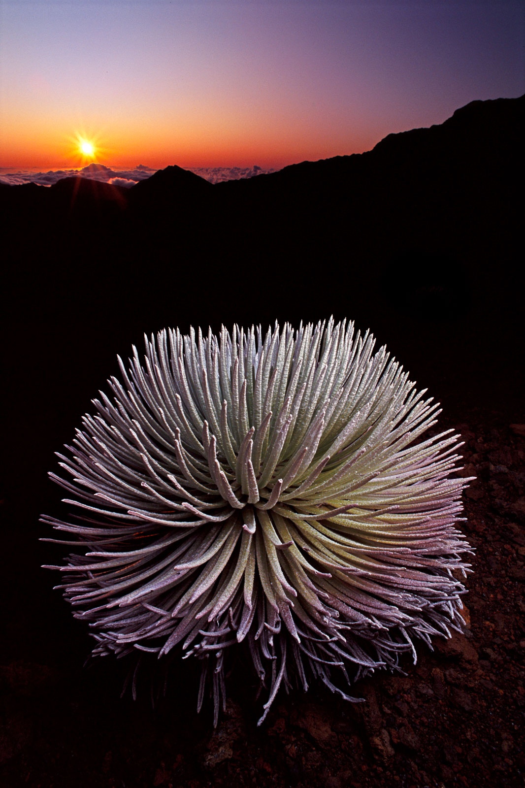 Silversword at sunset, Mauna Kea, Hawaii, USA