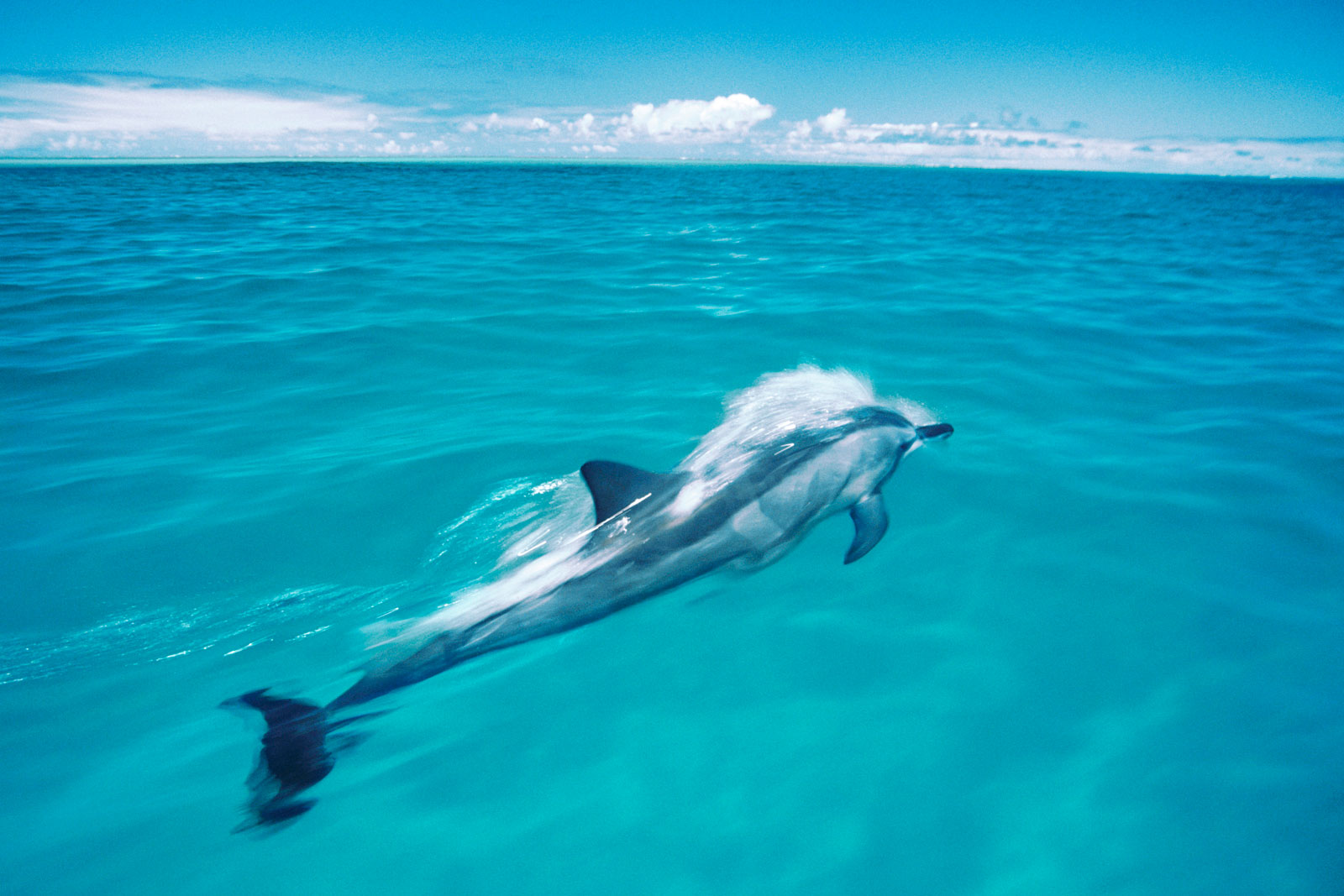 Spinner dolphin, Midway Atoll National Wildlife Refuge, Hawaii