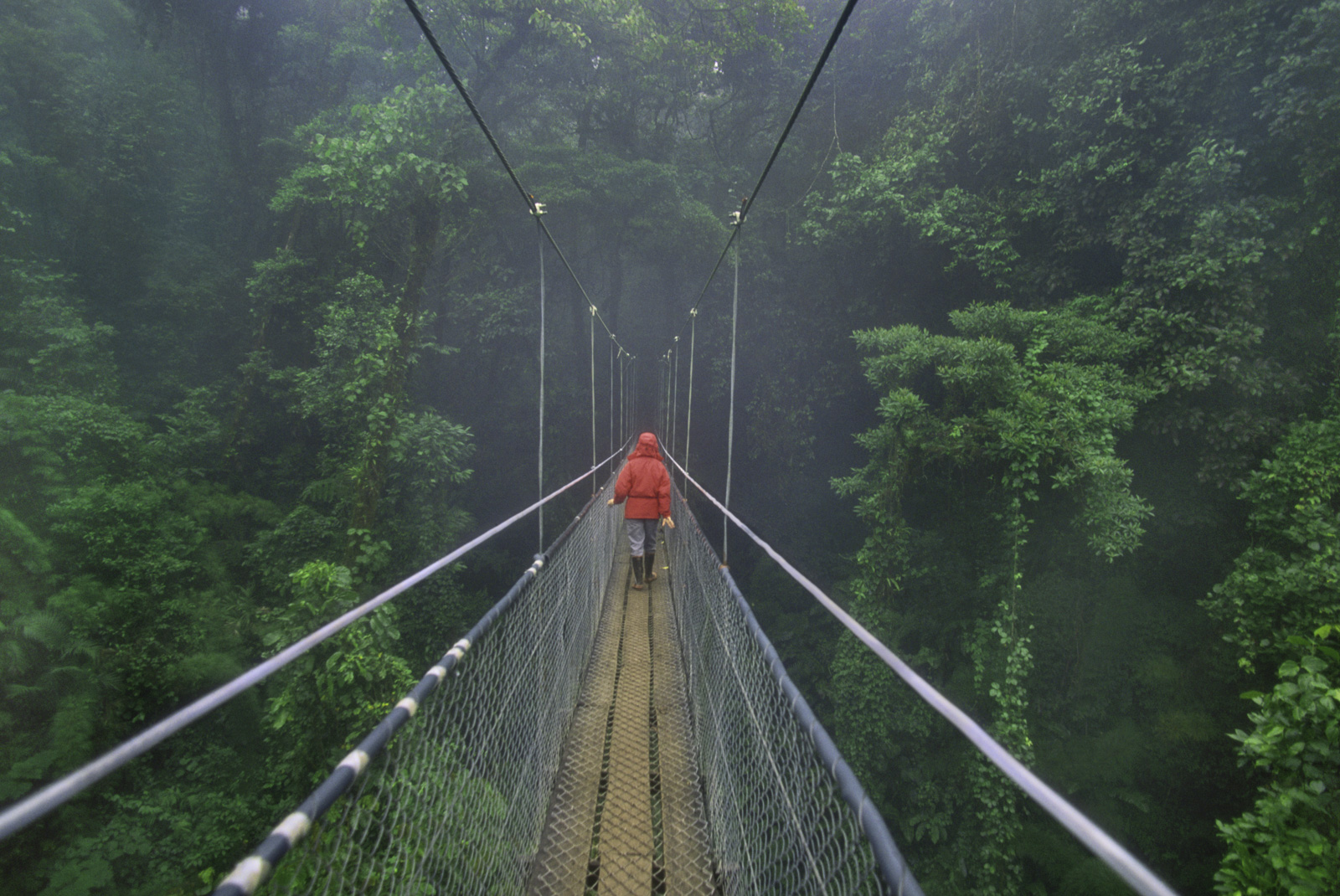 Hiker on canopy walkway, Monteverde Cloud Forest Preserve, Costa Rica