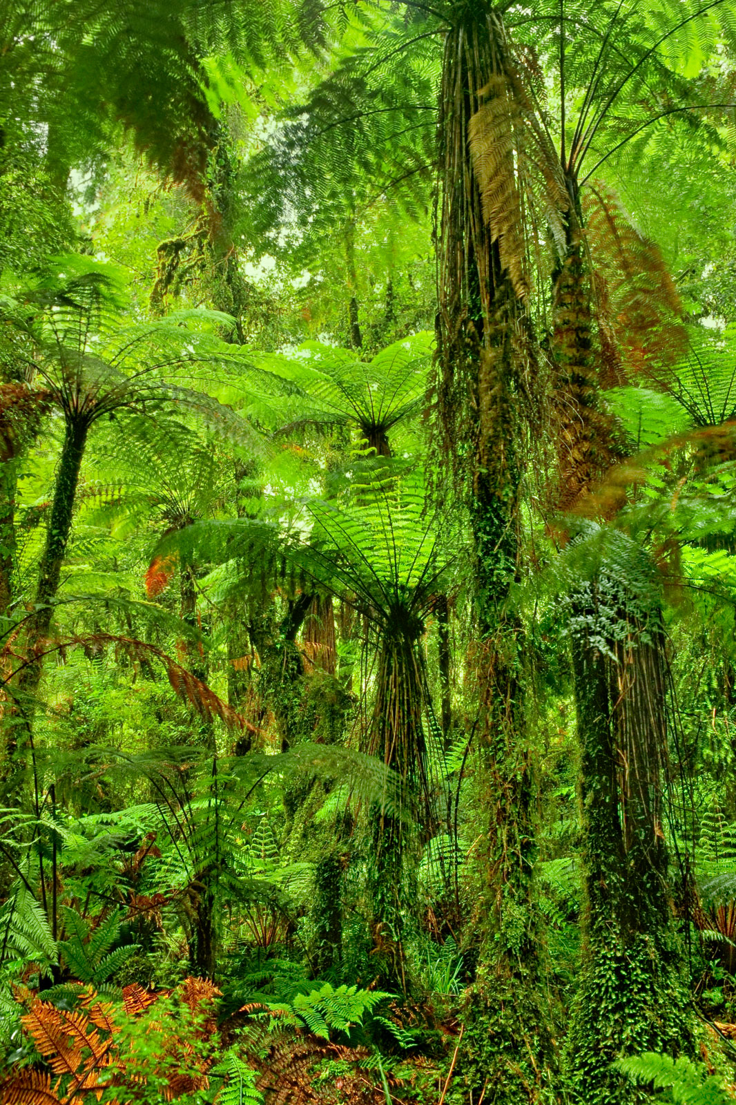 Tree ferns in forest, Whirinaki Conservation Park, New Zealand