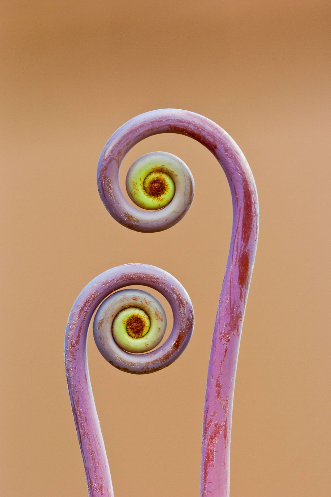 Uluhe fern, Hawaii Volcanoes National Park, Hawaii, USA