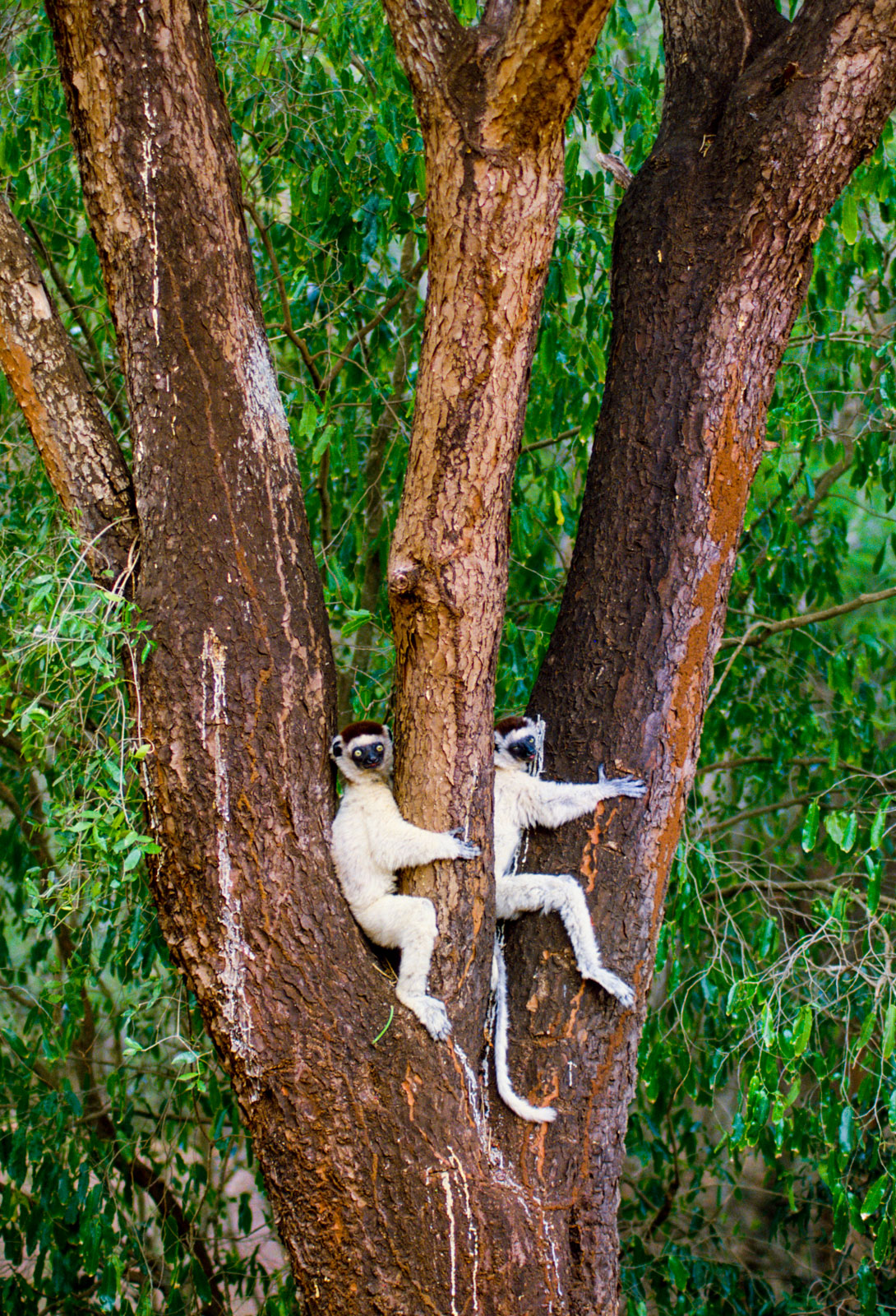 Verreaux's sifakas in trees, Berenty Reserve, Madagascar