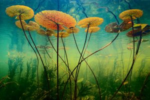 Water lilies, Okavango Delta, Botswana