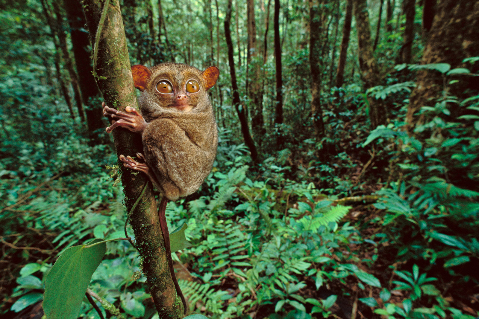 Western tarsier clinging to tree, Sabah, Borneo