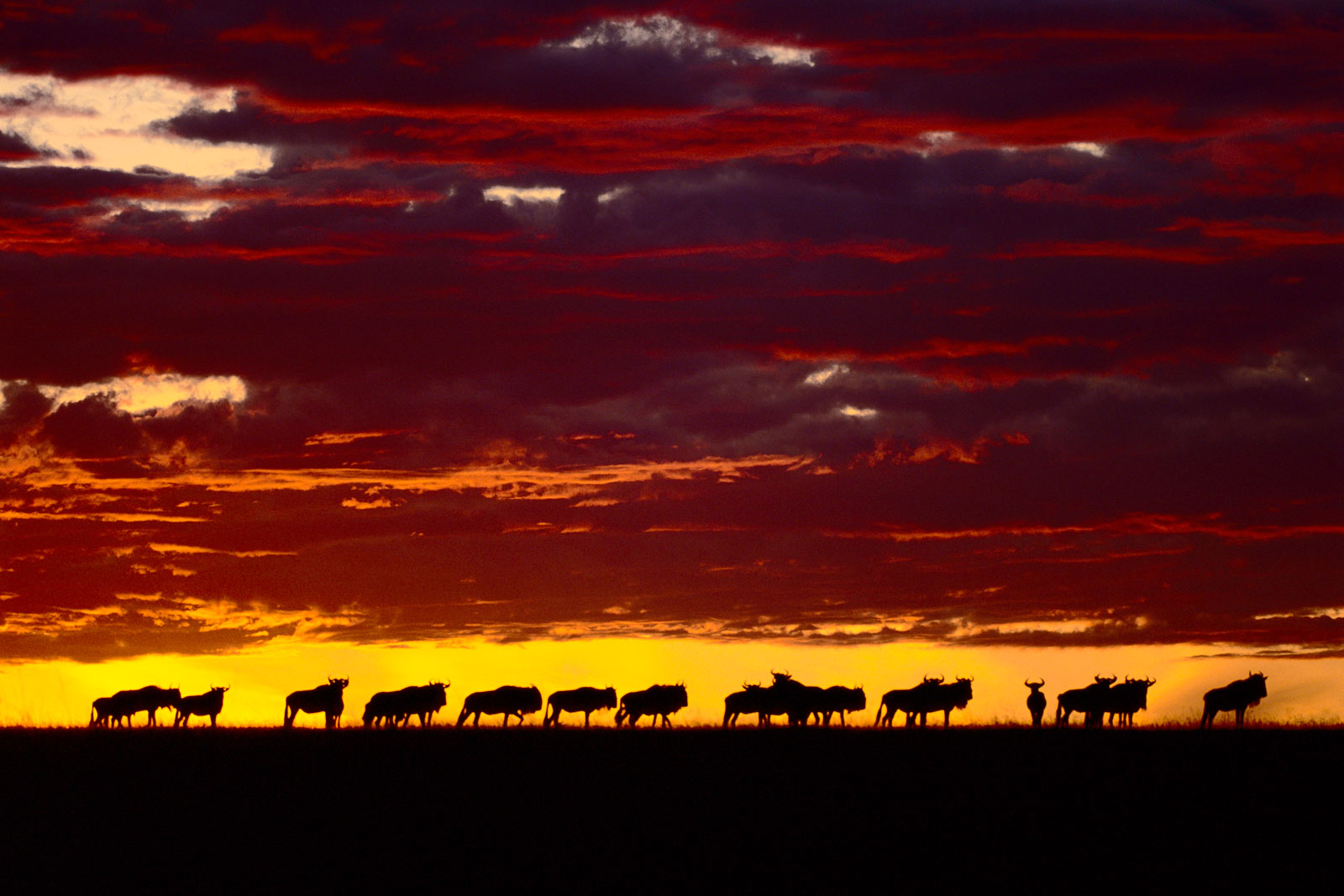 Wildebeests at dawn, Masai Mara Reserve, Kenya