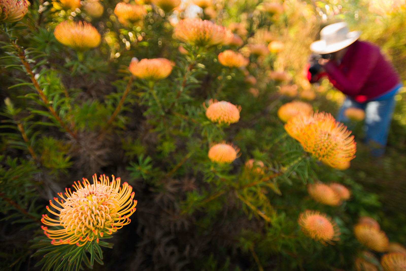 Photographer photographing red pincushion protea, UCSC Arboretum, Monterey Bay, California, USA
