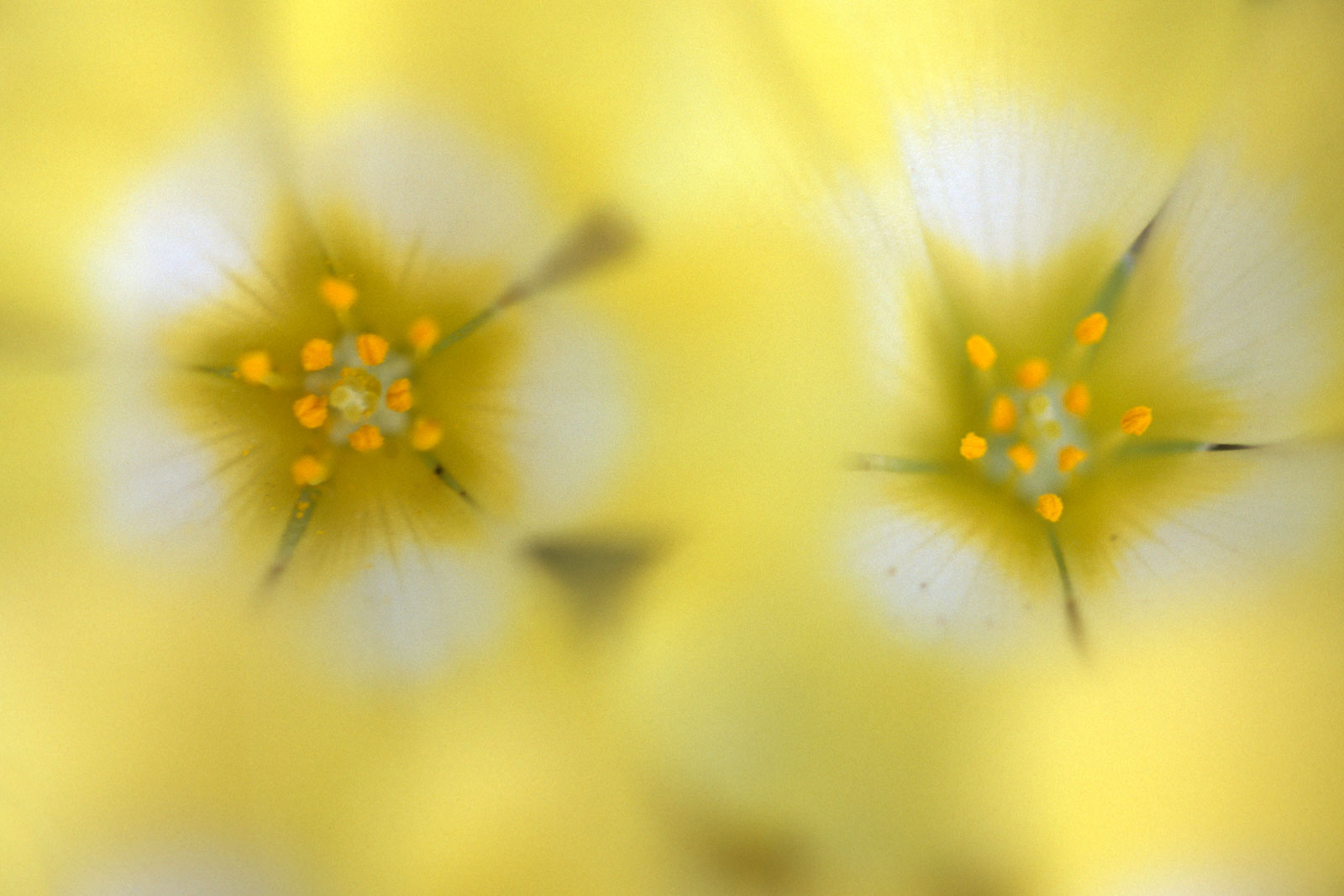 Pietsnot, Namaqualand National Park, South Africa