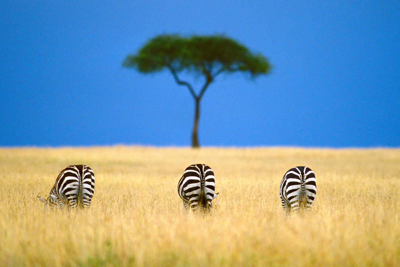 Zebras grazing, Masai Mara Reserve, Kenya