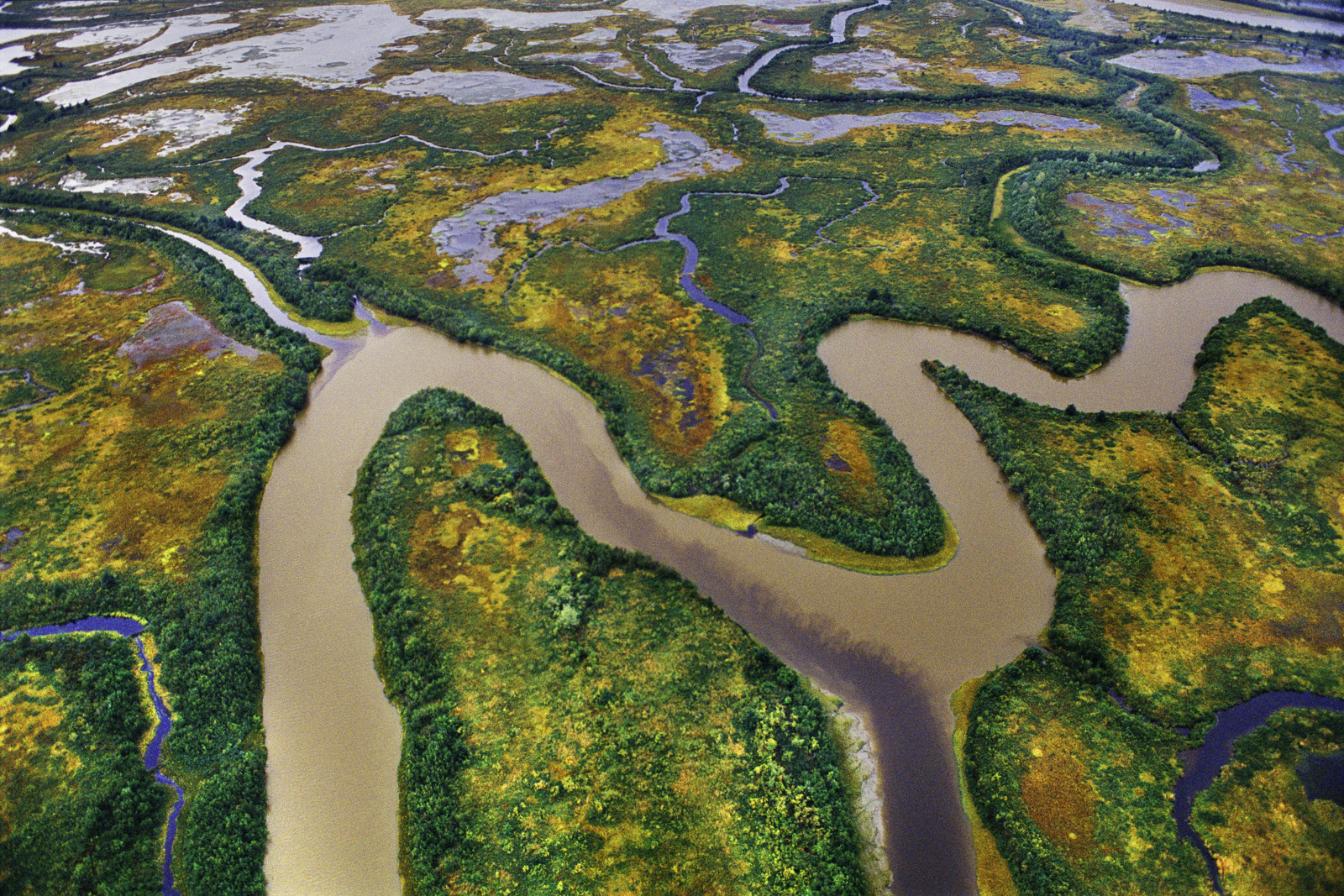 Wetlands, Copper River Delta, Alaska, USA