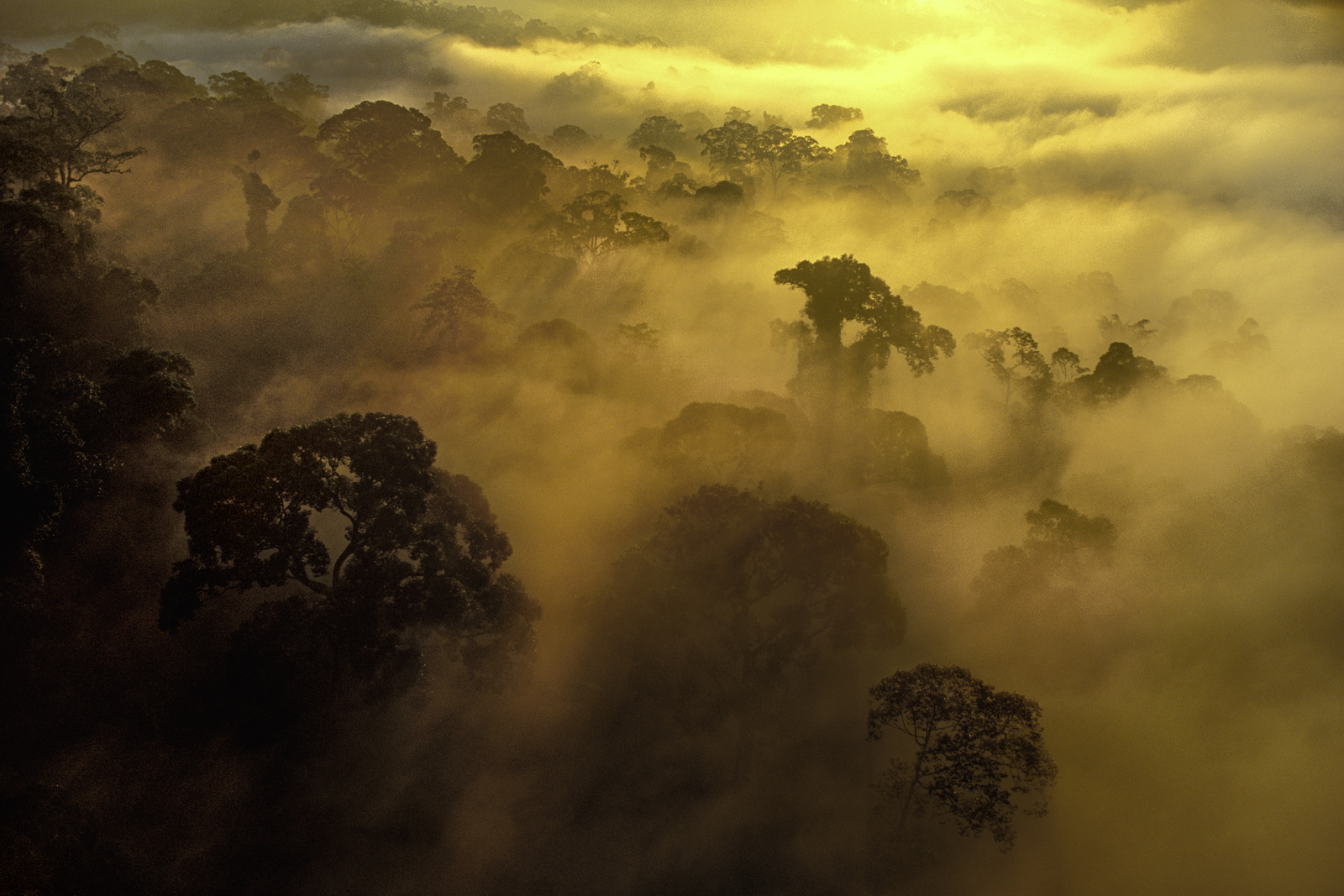 Morning mist over rainforest, Danum Valley Conservation Area, Borneo