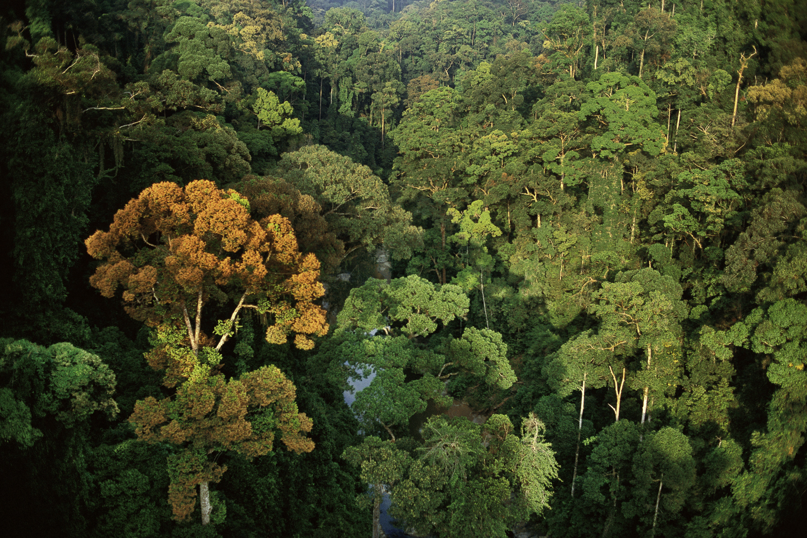Flowering dipterocarp tree in rainforest, Danum Valley, Sabah, Borneo