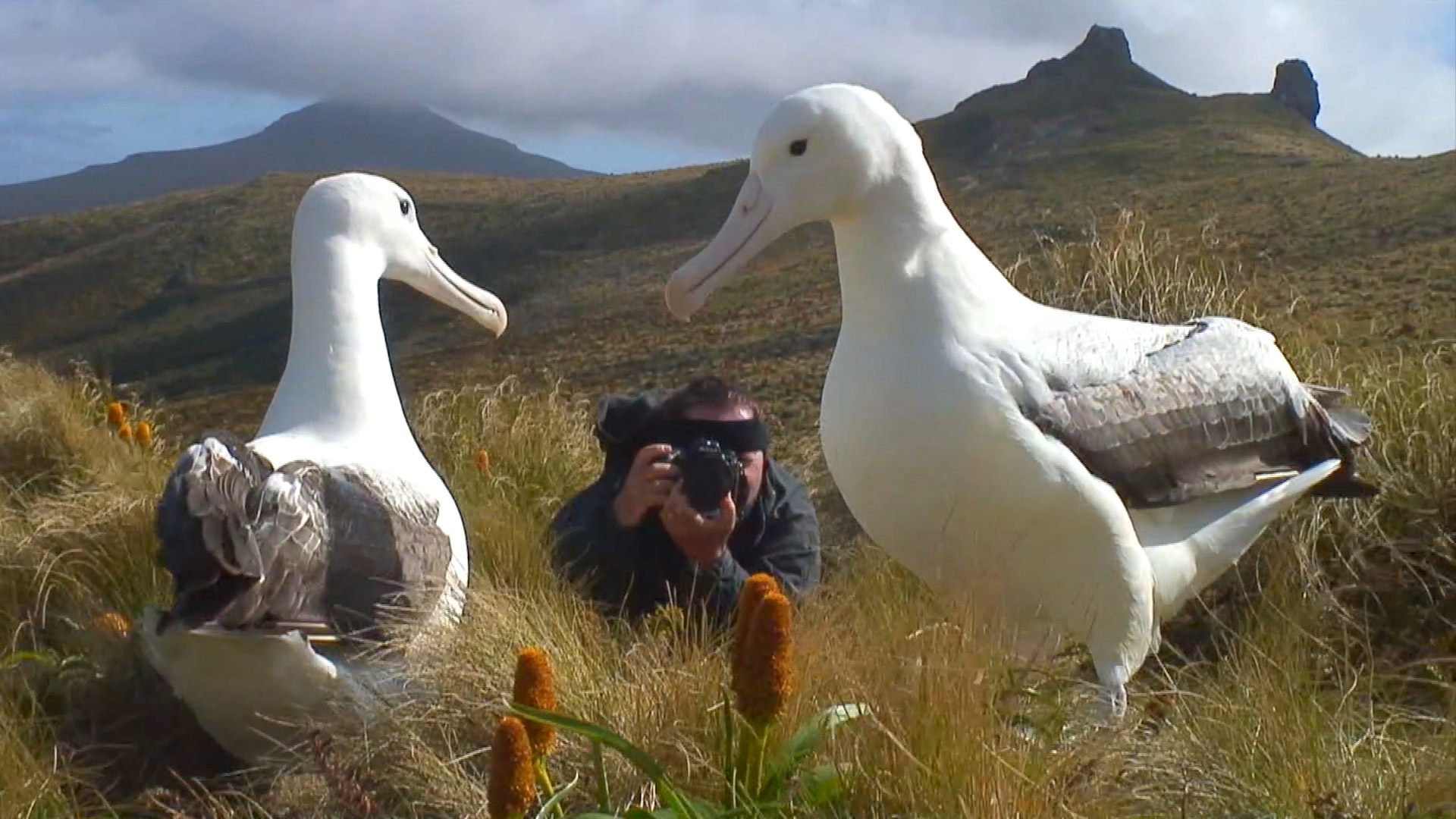 Frans Lanting documenting young Royal Albatross courtship, Campbell Island, New Zealand