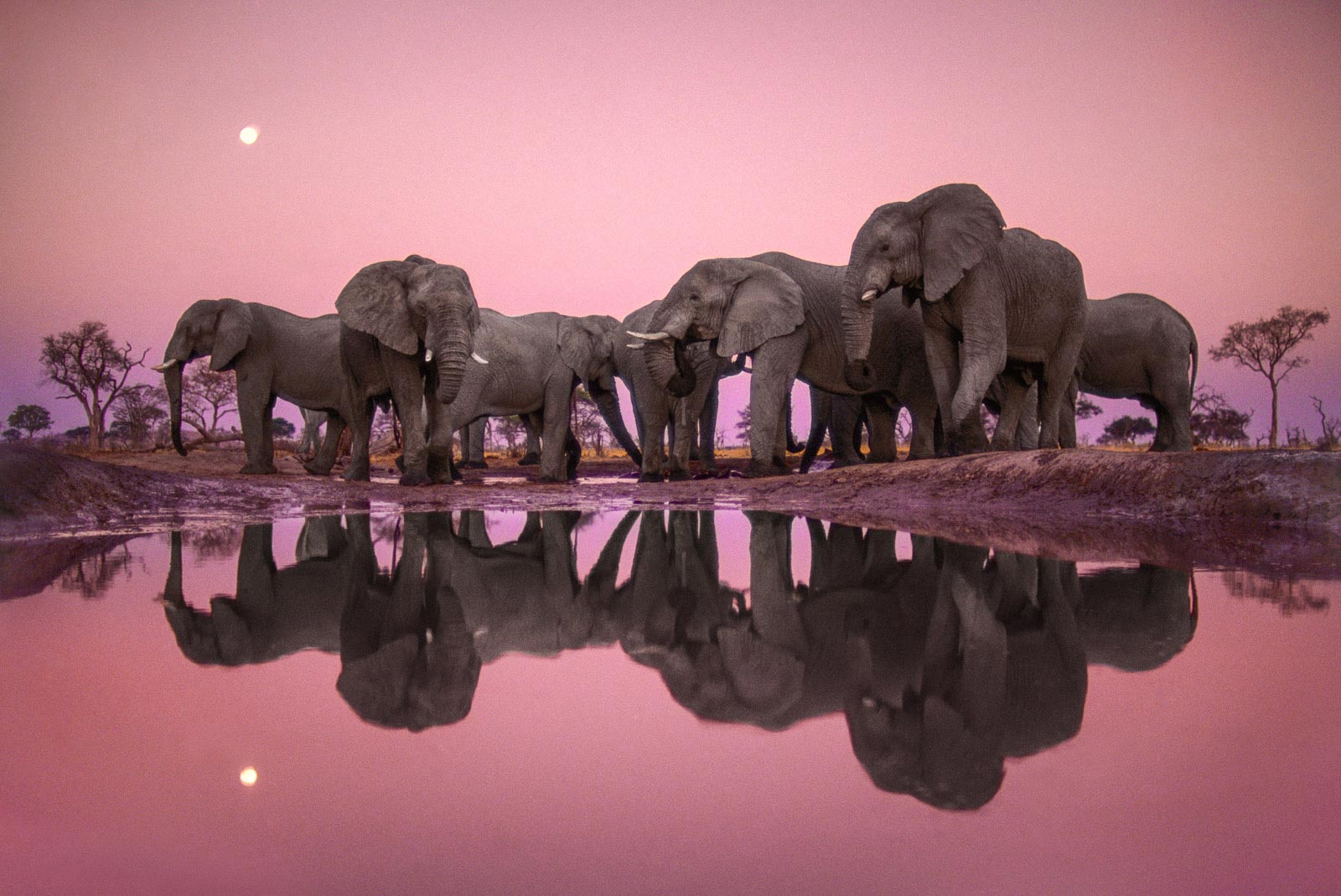 African elephants at twilight, Chobe National Park, Botswana